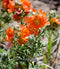 Globemallow Munro